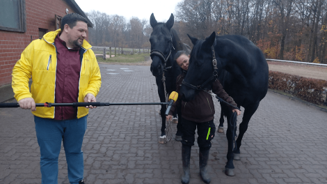 Auf dem Gestüt Meyenburg begleitet Antenne-Reporter Björn Haase-Wendt die Pferdewirtin Sarah Wolfframm und zwei Junghengste auf die Koppel, Foto: Alex Heisig, Antenne Brandenburg