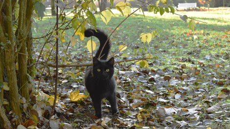 Beim Spaziergang durch den Meyenburger Schlosspark gibt es manchmal auch tierische Begleitung., Foto: Björn Haase-Wendt, Antenne Brandenburg