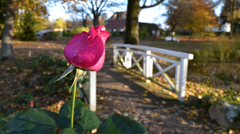 Rosen an den Brücken im Schlosspark in Meyenburg., Foto: Björn Haase-Wendt, Antenne Brandenburg