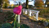 Rosen an den Brücken im Schlosspark in Meyenburg., Foto: Björn Haase-Wendt, Antenne Brandenburg