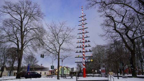 Der Gildebaum ist mit 17, 50 Meter der höchste seiner Art in Brandenburg, Foto: Antenne Brandenburg/Fred Pilarski