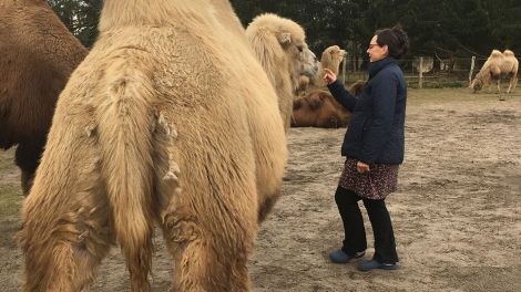Gabi Heidicke bietet auf ihrem Hof Kuscheln und Spazieren mit Kamelen an, Bild: Antenne Brandenburg/Claudia Baradoy