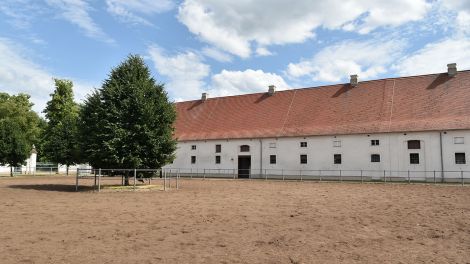 Hier im Haupt- und Landgestüt Neustadt (Dosse) gibt es beste Bedingungen für die Pferde, die Zucht und die Ausbildung.Bild: Antenne Brandenburg/Björn Haase-Wendt