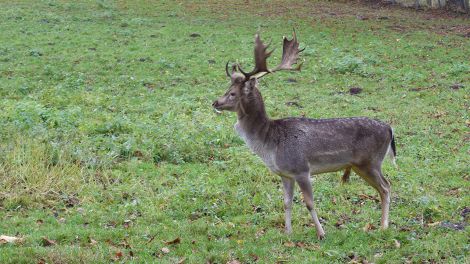 Damwildgehege in Pritzwalk, Bild: Antenne Brandenburg/Björn Haase-Wendt