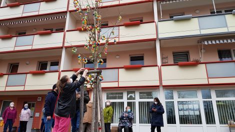 Der Rüdersdorfer Osterbaum. Traditionell wird dieser Ginkobaum vor Ostern seit vier Jahren im Wohngebiet an der Brückenstraße von den Anwohnern geschmückt. Jedes Jahr ein Hingucker, Foto: Antenne Brandenburg/Eva Kirchner-Rätsch