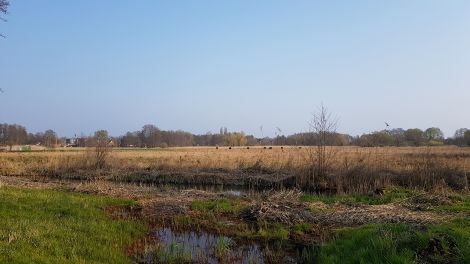 Auf den Burgwiesen wird eine besondere Landschaftspflege betrieben. Seit mehr als 10 Jahren sorgen hier Wasserbüffel dafür, das Gras und Schilf kurz gehalten werden, Bild: Antenne Brandenburg/Eva Kirchner-Rätsch