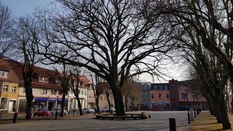 Die Friedens- bzw. Napoleoneiche auf dem Storkower Marktplatz. Der Baum ist über 200 Jahre alt. Er wurde 1814 von Storkower Bürgern gepflanzt, Bild: Antenne Brandenburg/Eva Kirchner-Rätsch