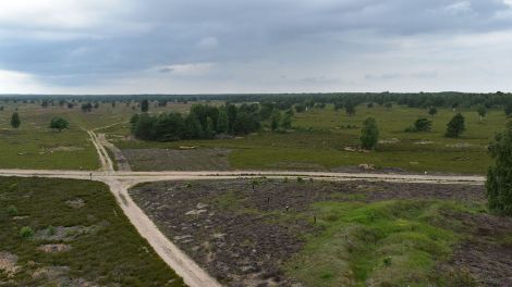 Vom Sielmannturm reicht der Blick weit über die Heidelandschaft, Bild: Antenne Brandenburg / Bjoern Haase-Wendt