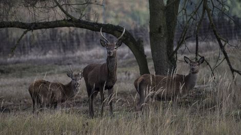 Wildgehege Glauer Tal Trebbin, Bild: imago images