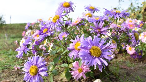 Direkt neben dem Friedhof wurde ein Blumenfeld angelegt. Hier darf jeder gegen einen kleinen Obolus frisch vom Feld die Blumen pflücken, Foto: rbb/Haase-Wendt