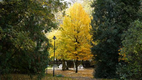 Herbststimmung im Schlosspark Wiesenburg, Foto: Antenne Brandenburg/Christofer Hameister