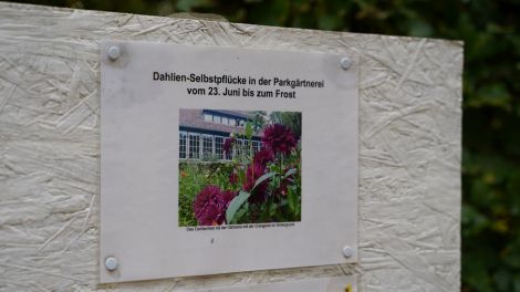 Gäste des Schlossparks können durch die Beete an der Orangerie schlendern und sich einen Dahlienstrauß zusammen stellen, Foto: Antenne Brandenburg/Christofer Hameister