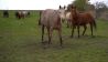 Westernpferde auf der Triple-D-Ranch in Reetzerhütten, Foto: Antenne Brandenburg/Christofer Hameister
