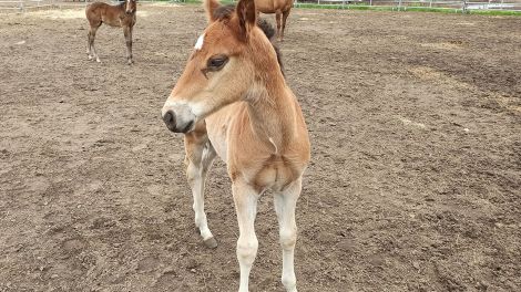 Nachwuchs auf der Banti-Cow Ranch. Hier werden auch spezielle Pferde für das Westernreiten gezüchtet, Bild: Antenne Brandenburg/ Björn Haase-Wendt