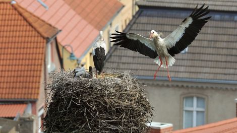 Storch auf dem Wehrturm, Bild: dpa/Bernd Settnik