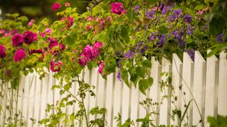Rosen am Gartenzaun, Foto: Colourbox