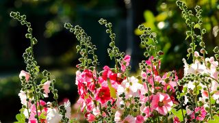 Stockrosen, Foto: COLOURBOX