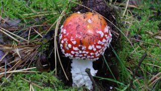 Fliegenpilz, Foto: Antenne Brandenburg, privat