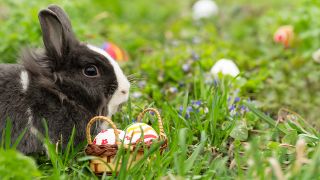 Osterhase mit Osternest, Foto: Colourbox