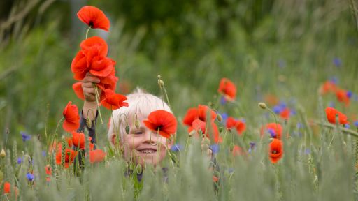 Junge im Mohnfeld, Foto: Colourbox, Martin Kierstein