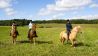 Reiten, Natur, Wiese, Foto: Colourbox, Martin Kierstein