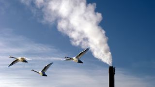 Vögel und Umwelt, Foto: Colourbox