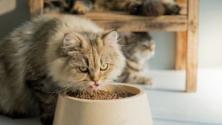 Katze beim fressen, Foto: Colourbox