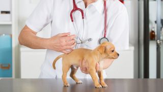 Kleiner Hund bekommt eine Impfung, Foto: Colourbox