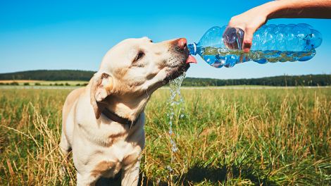 Hund trinkt aus einer Wasserflasche, Bild: Colourbox