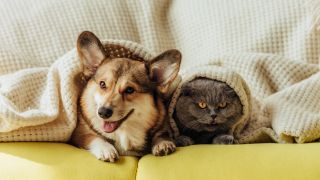 Hund und Katze unter einer Decke, Foto: Colourbox