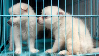 Zwei kleine weiße Hunde in einer Box, Foto: Colourbox