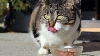 Katze beim Fressen, Foto: Colourbox