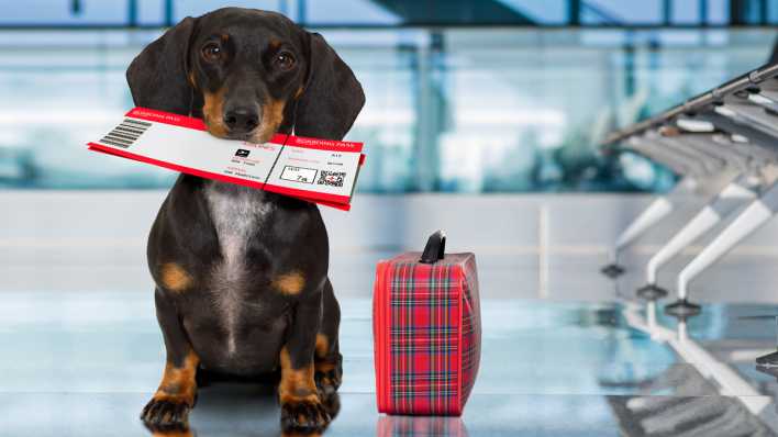 Dackel auf Reisen, Foto: Colourbox
