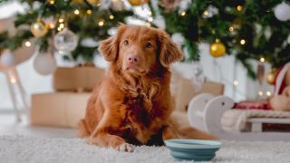 Hund mit Napf vor Weihnachtsbaum, Foto: Colourbox