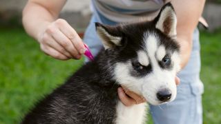 Hund bekommt Zeckenschutz, Foto: Colourbox