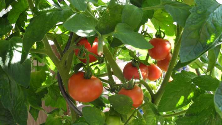 Tomaten, Foto: Antenne Brandenburg