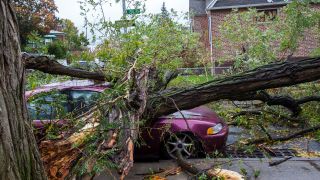 Ein umgestürzter Baum liegt auf einem Auto, Foto: Colourbox