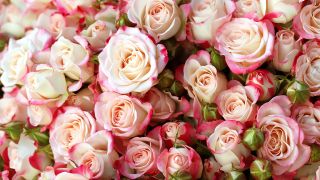 Rosen, Bild: colourbox