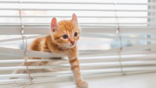Katze am Fenster, Foto: Colourbox