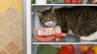 Katze im Kühlschrank, Foto: Colourbox