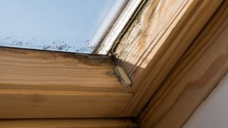 Schimmel am Fenster, Foto: Colourbox