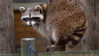Waschbär auf einem Zaun, Foto: colourbox
