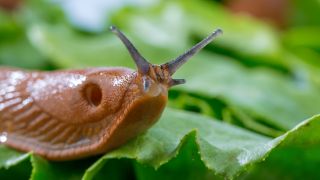 Schnecke auf Salatblatt, Foto: Colourbox