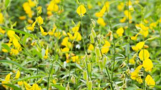 Gelbe Lupine, Foto: Colourbox