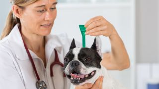 Hund beim Tierarzt, Foto: Colourbox