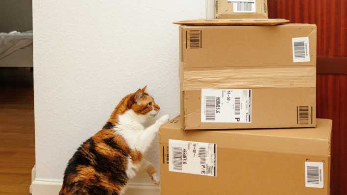Katze begutachtet Pakete, Foto: Colourbox