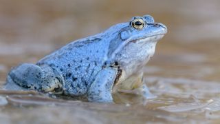 Moorfrosch, Foto: Colourbox