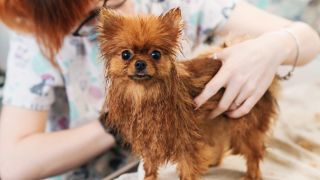 Kleiner Hund beim Friseur, Foto: Colourbox