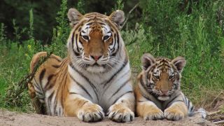 Zoo Eberswalde - Sibirischer Tiger mit Nachwuchs, Foto: Zoo Eberswalde/Claudia Hennrich