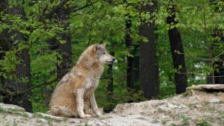 Wolf im Wald, Foto: Colourbox/Achim Prill